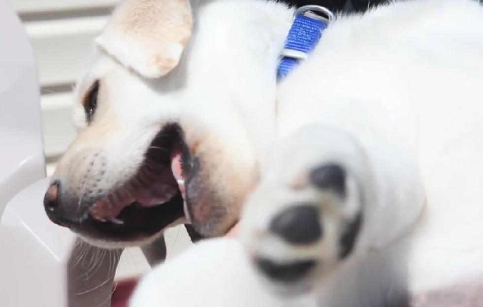 It’s Her First Day At Her New Home, And This Labrador Puppy Is Already Becoming The Favorite In The Family!