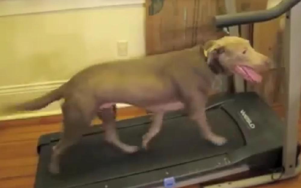 Video: This Funny Labrador Works Out On A Treadmill!