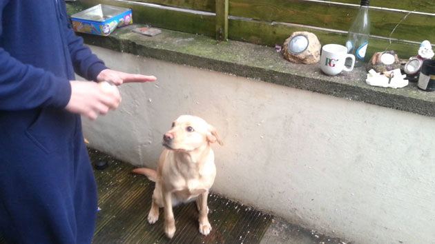 Video: Labrador Puppy Learning To Retrieve!