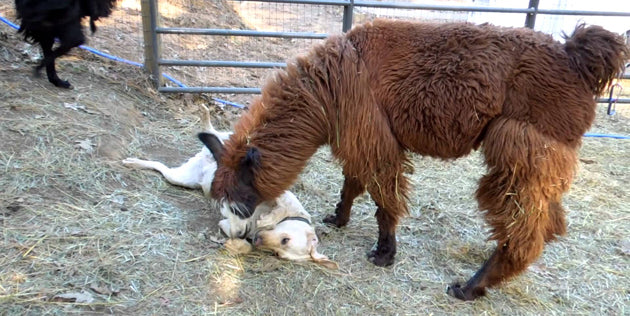 Beautiful Yellow Labrador Is Playing With Her Friend The Llama!