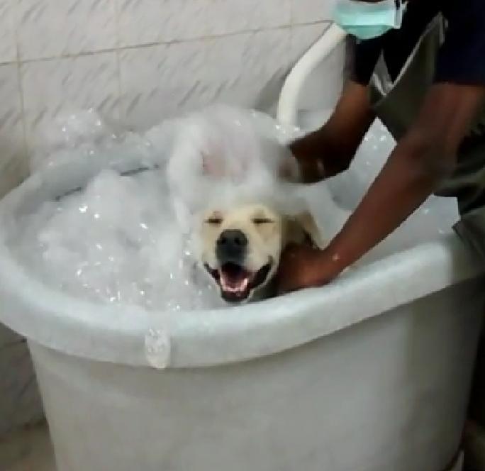 Gorgeous Labrador Enjoys A Bubble Bath!