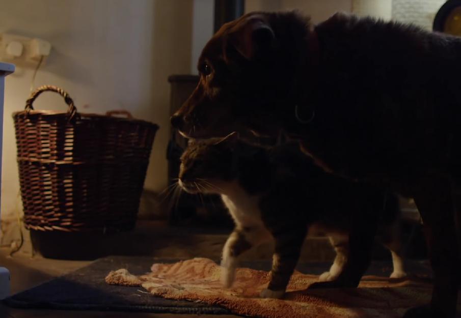 Get The Tissues Ready! Cat Becomes Guide Cat to Blind Labrador Retriever!