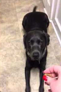 Video: Labrador Welcomes His Soldier Dad!