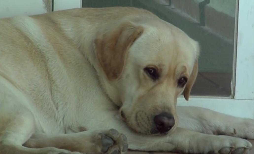 Gorgeous Labrador Retriever Defends The House From A Ninja?