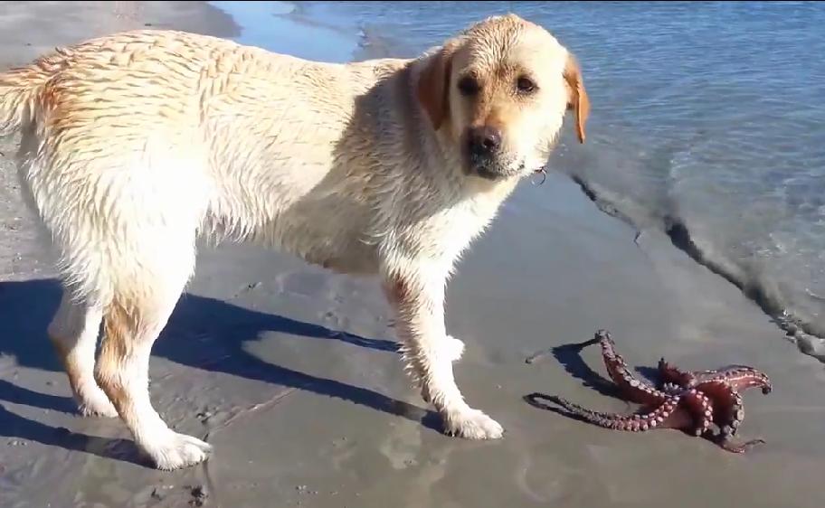 Labrador Retriever Catches An Octopus And Doesn’t Know What To Do With It!