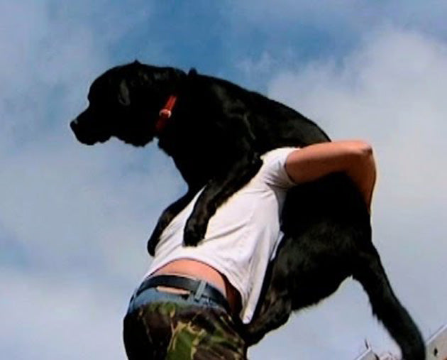 This Labrador Retriever Loves To Hang Out On Rooftops!