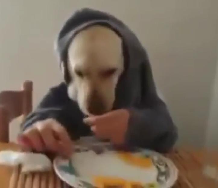 The Dog Eating With Human Hands Was Hilarious And Viral. Now Check This Compilation Of Labradors Doing Even Funnier Things!