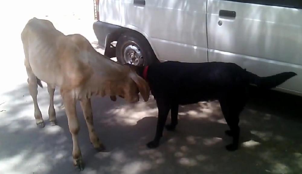 Labrador Retriever Meets A Calf For The First Time, And His Reaction Is Awesome!