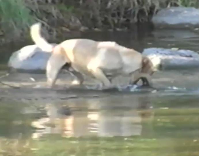 This Labrador Retriever Was Playing In The River And Caught This Mysterious Creature Out Of Nowhere!