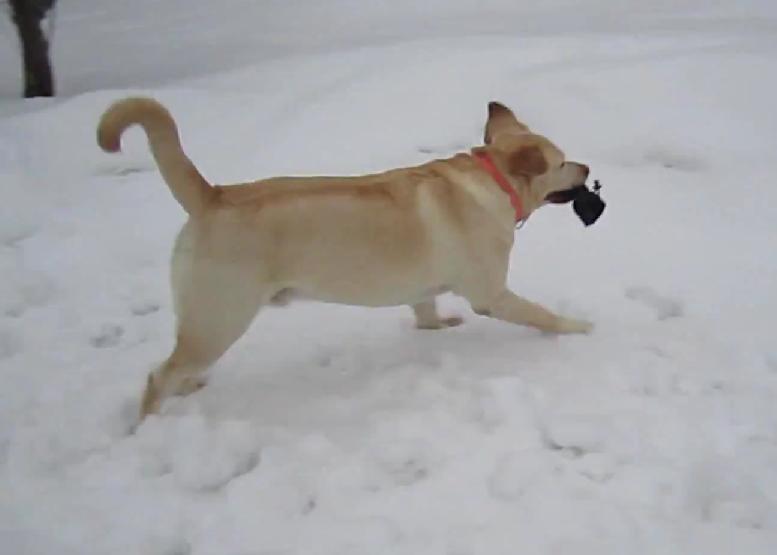 Funny Labrador Wants To Ride The Sled!