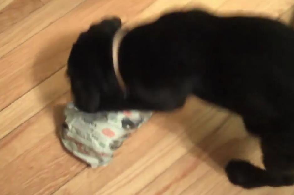 Labrador Retriever Gets Christmas Surprise From His Owner, And Her Reaction Is Priceless!