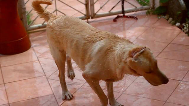 Labrador Retriever Is Enjoying His Bath Time!