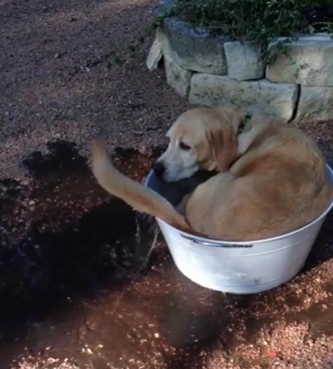 This Love Story Between A Labrador Retriever And Her Tub Is Special!