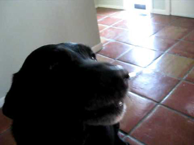 Video: Labrador Retriever Plays Musical Instrument!