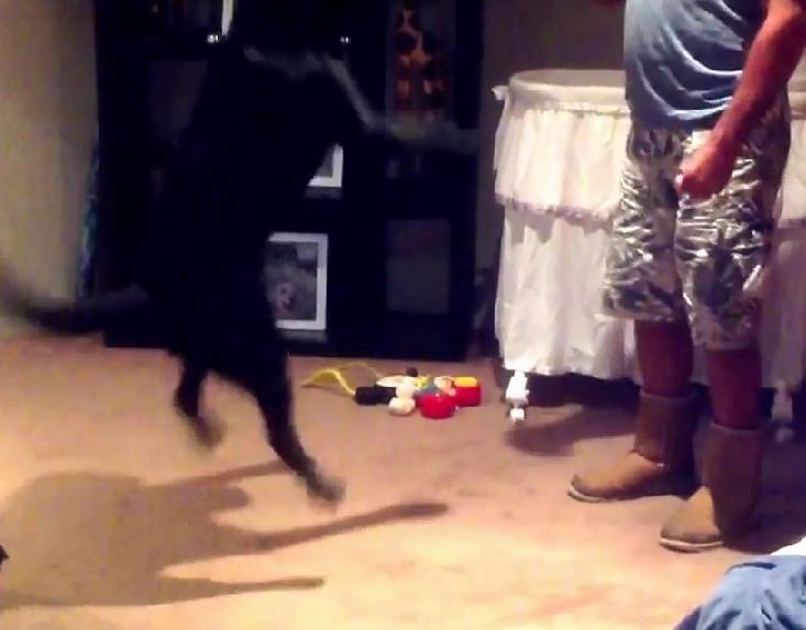 Nobody Expected This Kind Of Trick From A Gorgeous Labrador Retriever!