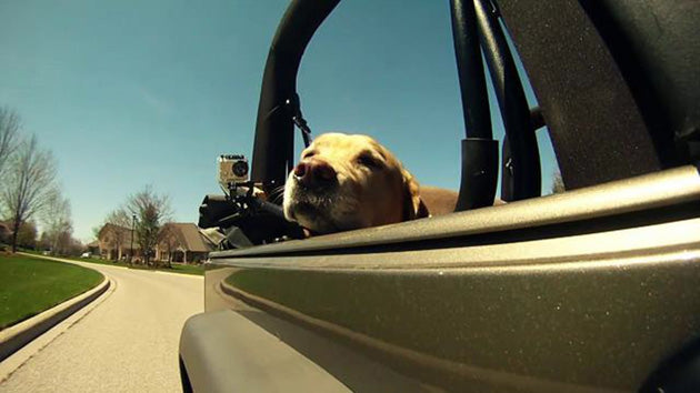 Delightful Labrador Retriever Enjoys His Car Ride!