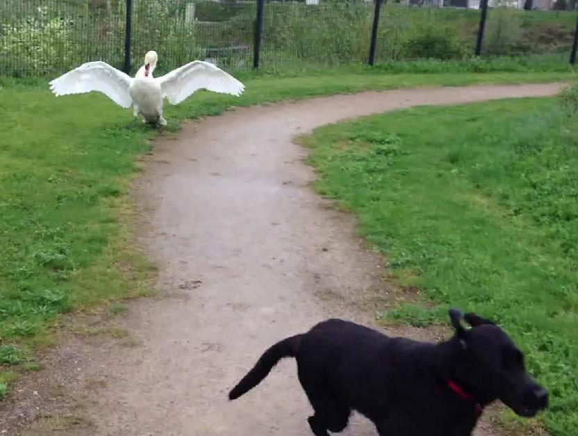 This Curious Labrador Retriever Is Trying To Have Some Fun With A Swan!