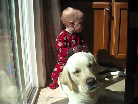 Who Needs A Nanny When You Have A Dog Like This Awesome Labrador!