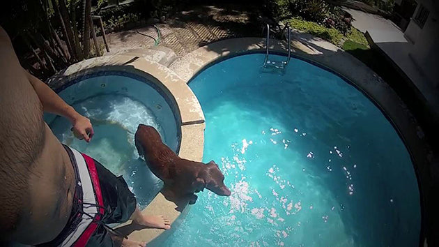 This Amazing Labrador Retriever Shows Off His Weekend Routine!