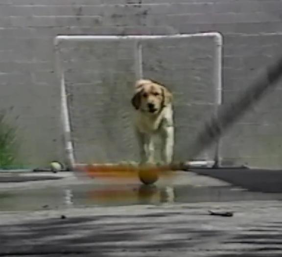 This Awesome Labrador Is The Best Hockey Goalie Ever!