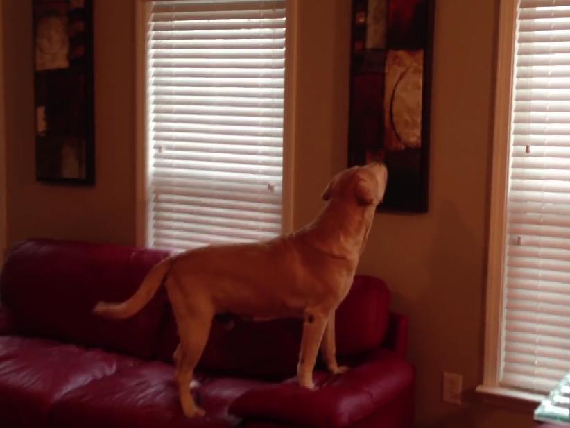 Want To Have Some Fun With Your Dog? Watch This Owner Playing Hide & Seek With His Labrador Using Dog Treats!