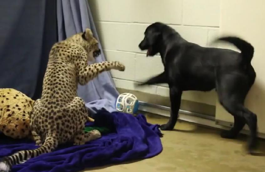 Cheetah Cub And Labrador Puppy Playtime Will Make Your Day!