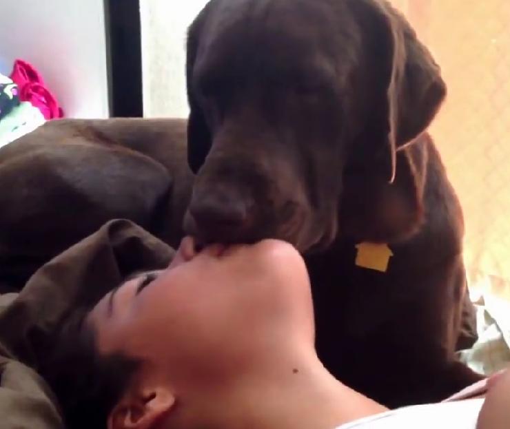 This Will Melt Your Heart! This Labrador Retriever Loves Long Kisses!