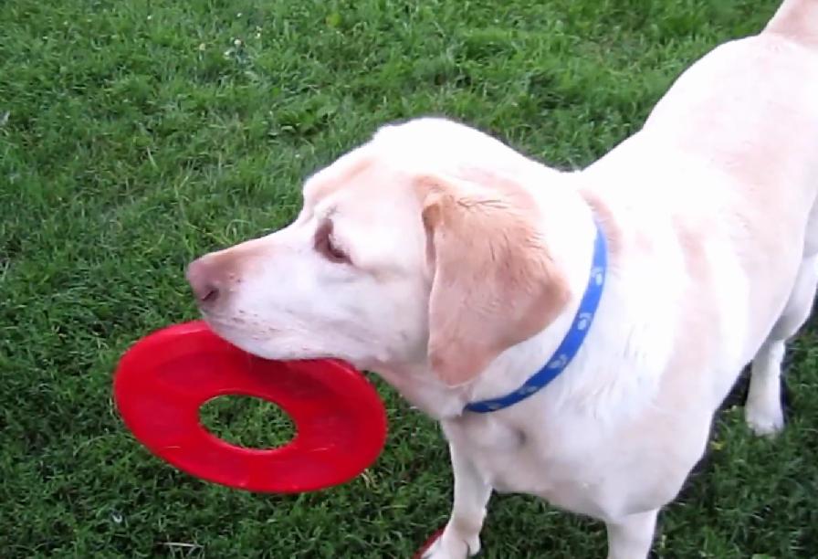 This Labrador Retriever Has Some Amazing Frisbee Skills!