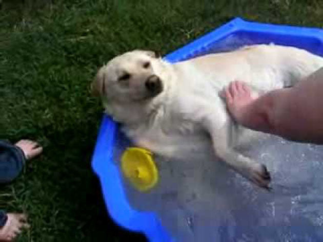 Labrador Enjoys Outdoor Bath Time In Her Own Miniature Pool!