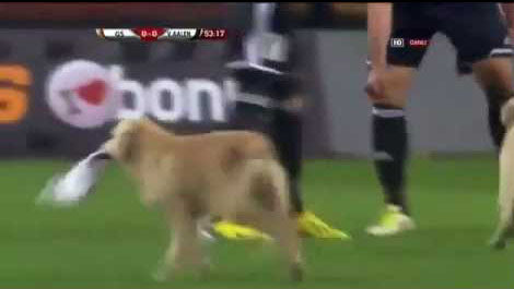 Video: Labradors Bring Soccer Match To A Standstill!