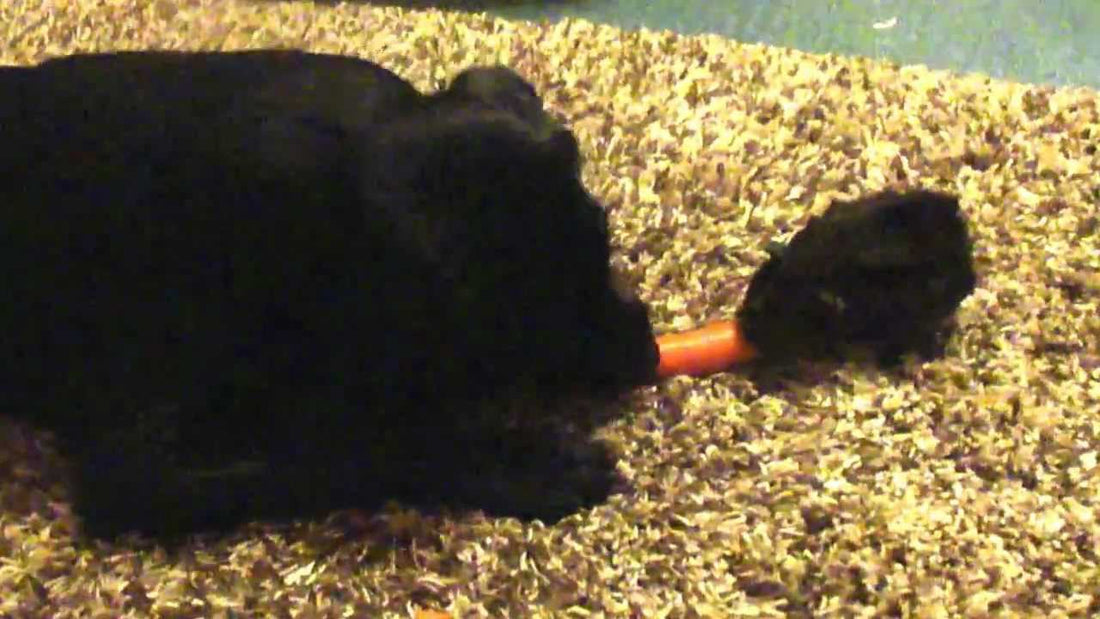 This Labrador And Her Guinea Pig Friend Are Eating A Carrot Together!