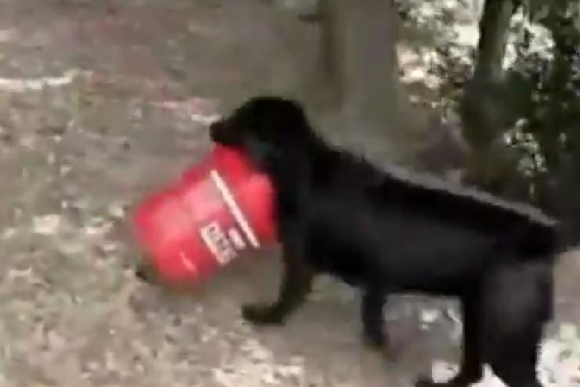 This Is One Of The Weirdest Love Stories Ever! Cute Labrador Is In Love With His Bucket!