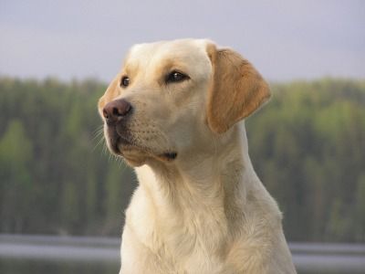 Top 10 Most Popular Dog Breeds In 2014, Labrador Retriever Most Popular Breed in U.S!