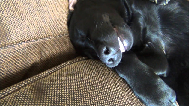 This Labrador Looks Hilarious After Waking Up From His Deep Sleep!