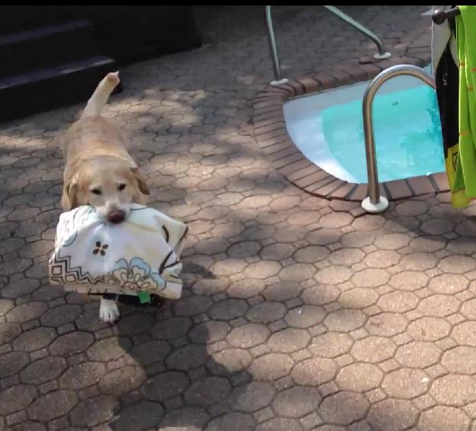 Just Like A Professional Swimmer, This Labrador Gets Pool Towel From Closet, Brings Towel to Pool And Jumps In The Pool!
