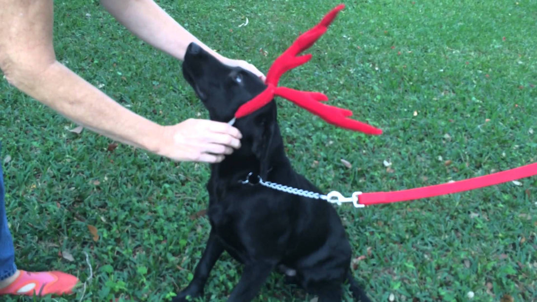 Labradors Prepping For Holiday Fashion Show!