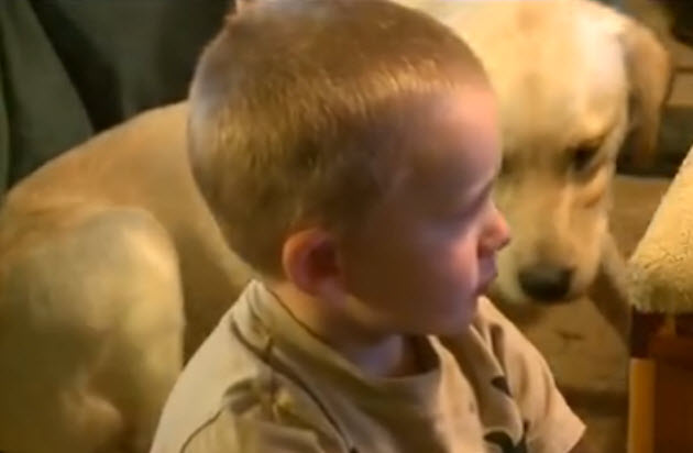 This Is Amazing! Labrador Retriever Guards Toddler For Ten Hours!