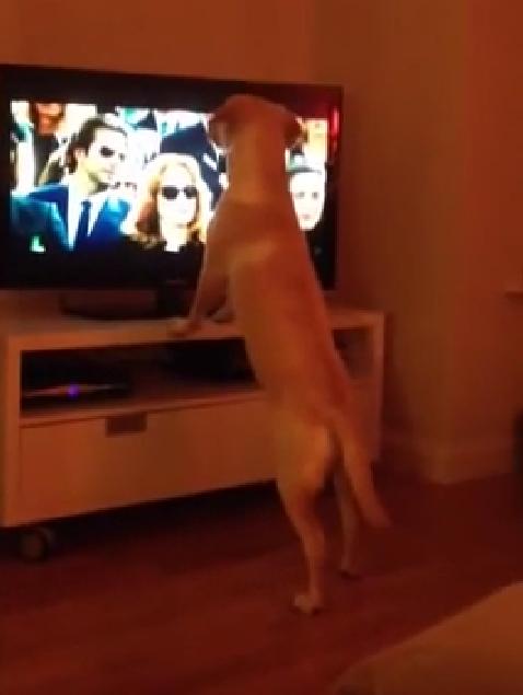 This Is Awesome! Labrador Retriever Sings Along To Ave Maria!