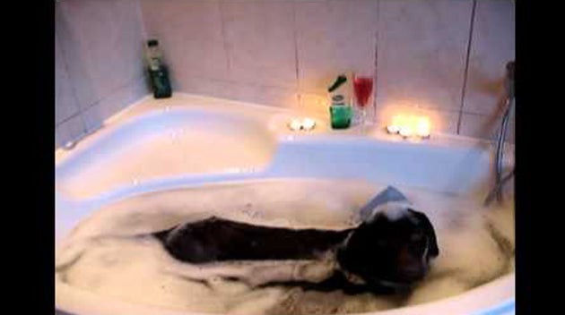 Video: Chocolate Labrador In A Radox Bath With Wine And Scented Candles!