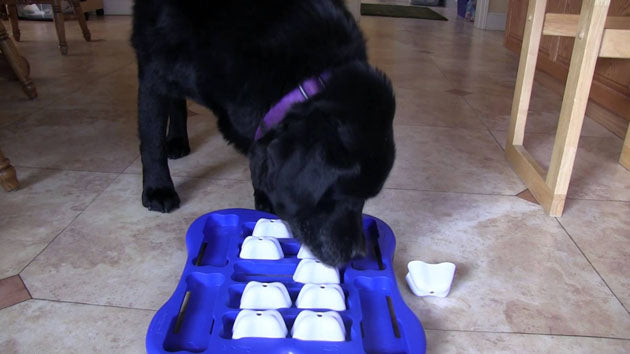 Watch How This Labrador Retriever Is Solving Dog Puzzles!