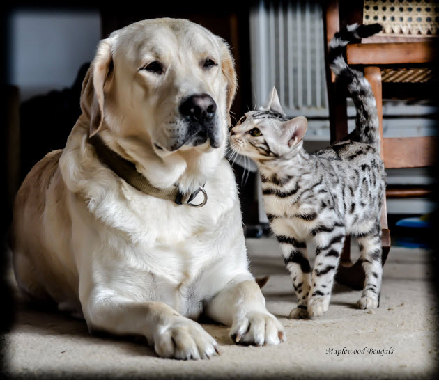 Video: These Bengal Kittens Love Their Awesome Labrador Friend!