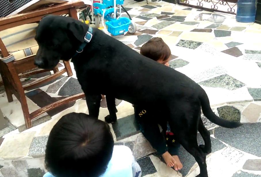 Babies Are Massaging This Labrador Retriever And He Seems To Love It!