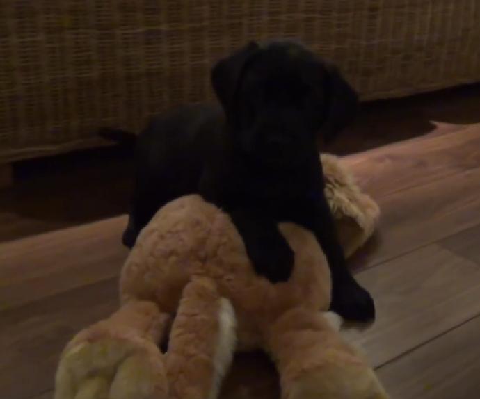 This Puppy Labrador 1st Week At Home Compilation Is Hysterical!