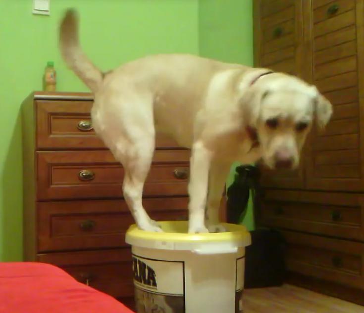 This Labrador Retriever Is Doing Lots Of Unusual Tricks!