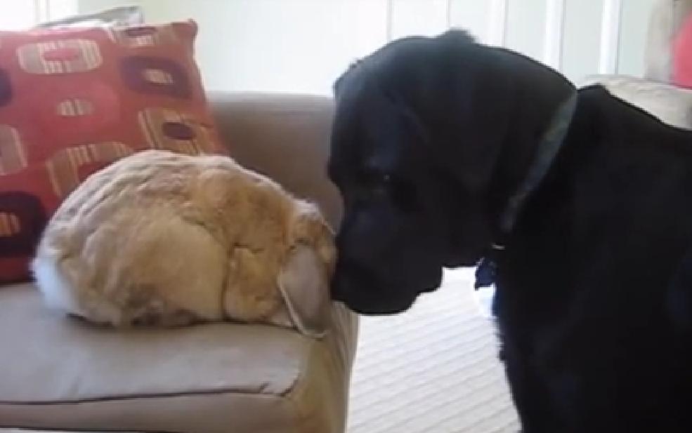 This Labrador Retriever Is Exploring His New Friend: The Rabbit!