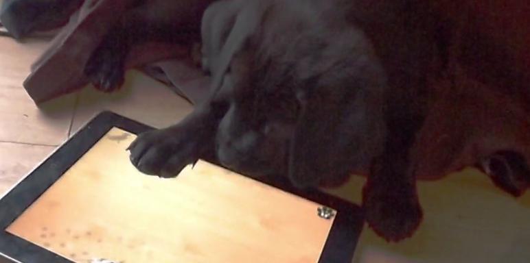 Labrador Puppy Loves Playing With The Tablet!