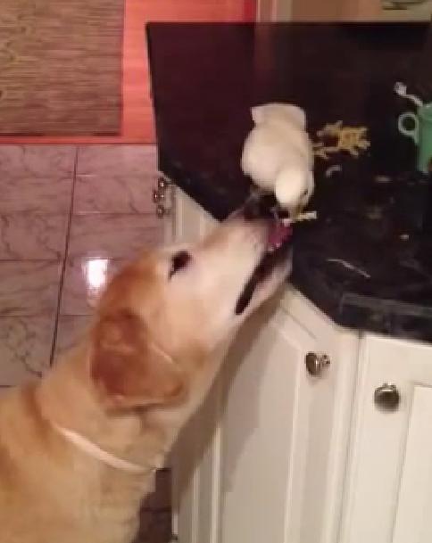 This Bird Is Feeding A Labrador Retriever Some Pasta!