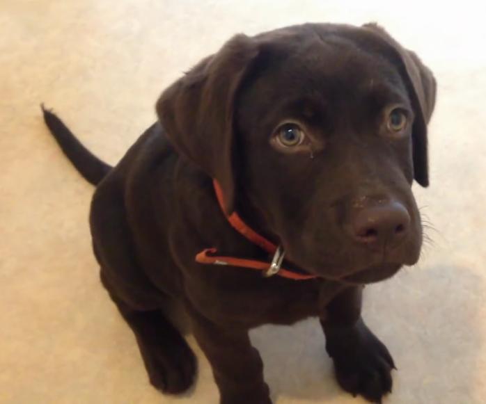 This Labrador Retriever Puppy Is Guilty And She Knows It!