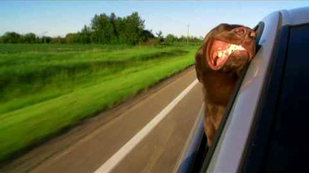 It's The Simple Things: Labrador Enjoys The Wind In His Face!