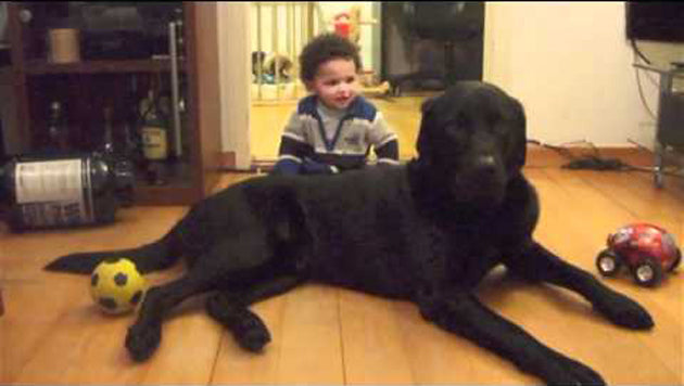 Video: Labrador Retriever Loves His Baby!